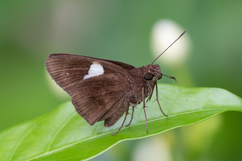Notocrypta paralysos