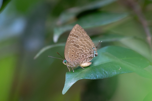 Arhopala athada