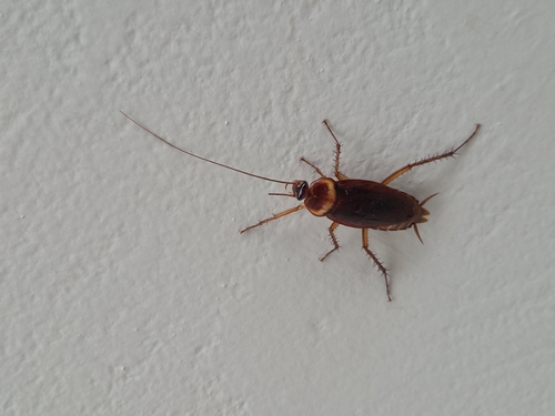 American Cockroach