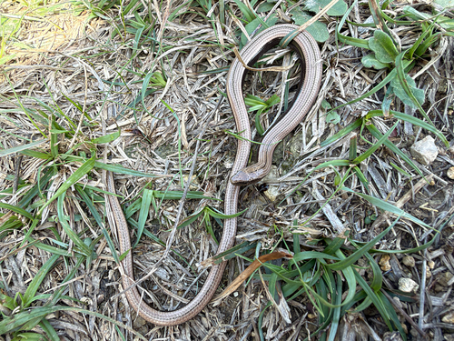 Italian Slowworm