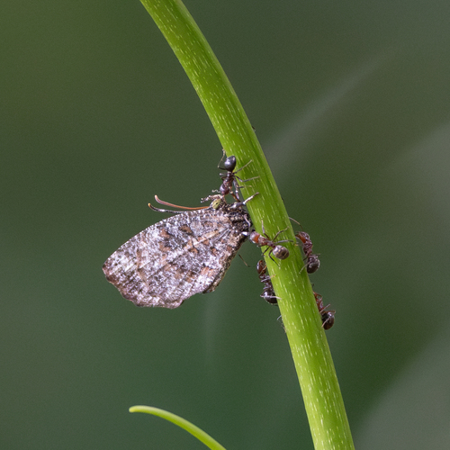 Logania marmorata