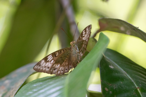 Euthalia merta