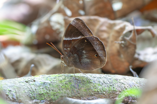 Thaumantis klugius