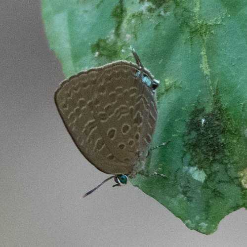 Arhopala pseudomuta
