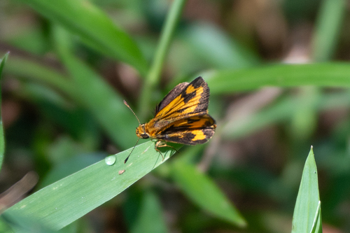 Taractrocera archias