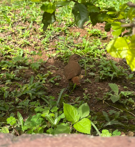 Rufous Hornero