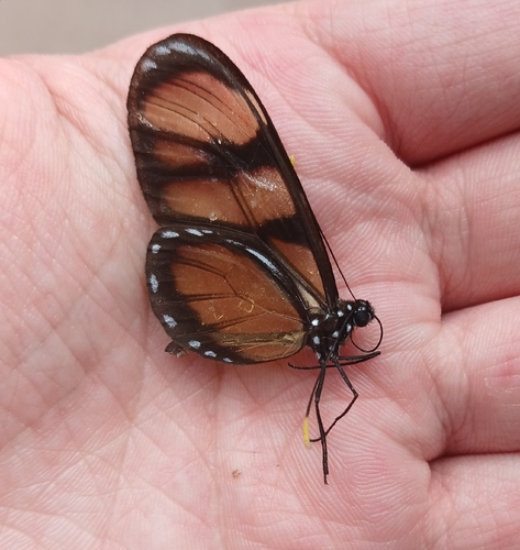 Dero Clearwing