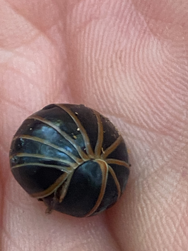 Common Pill Millipede