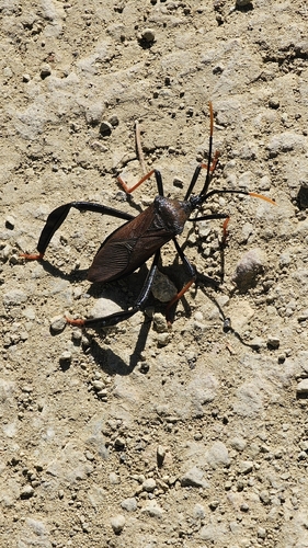 Giant Agave Bug