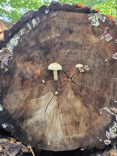 Destructive Pholiota