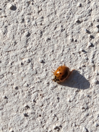 Asian Lady Beetle