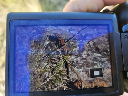 Common Wall Lizard