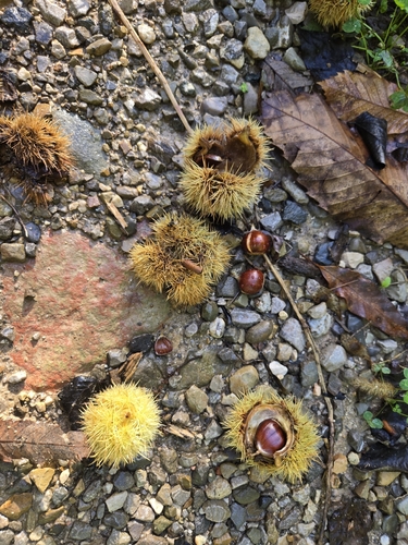 Sweet Chestnut