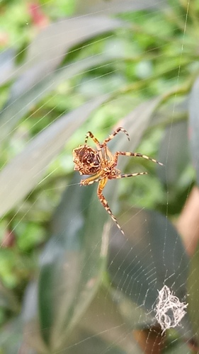 Silver Garden Orbweaver