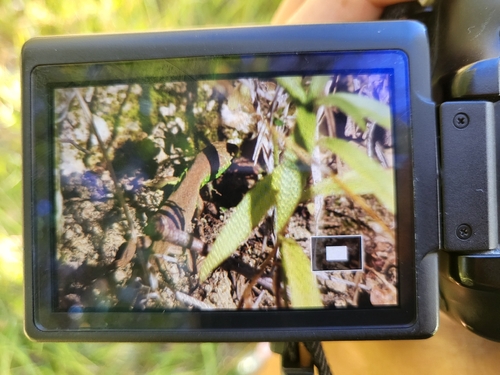 Western Green Lizard