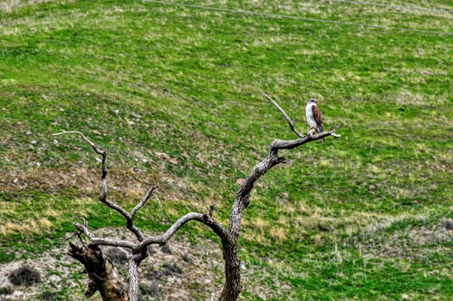 Ferruginous Hawk