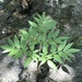 Angelica sylvestris sylvestris - Photo (c) Alain Cervantes, all rights reserved, uploaded by Alain Cervantes