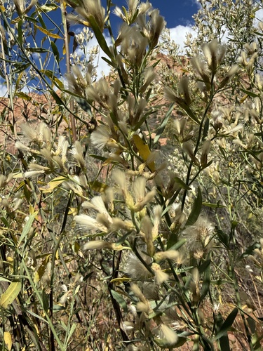 willow baccharis