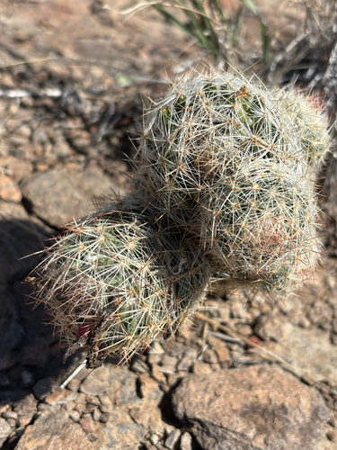 Whitecolumn Foxtail Cactus