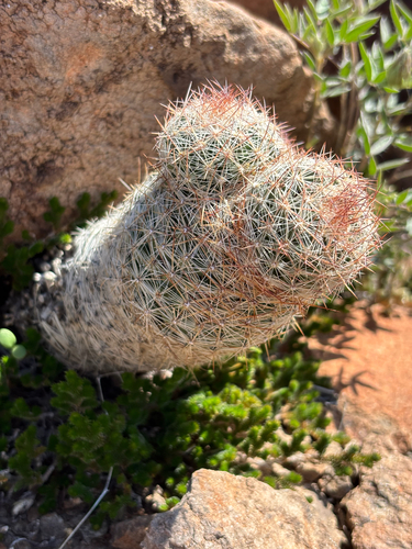 Whitecolumn Foxtail Cactus