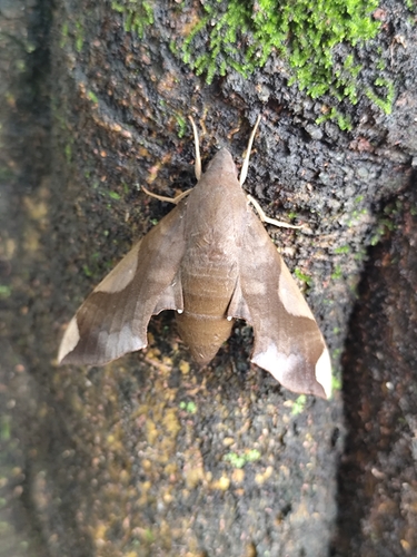 Pachylia syces