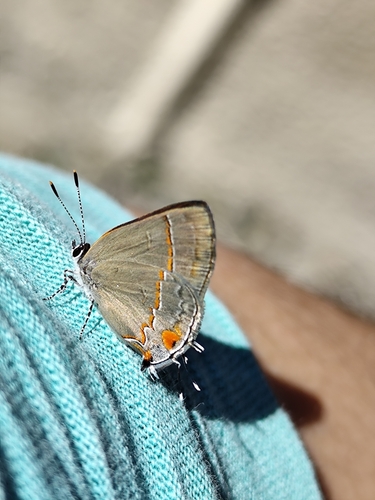 Electrostrymon endymion