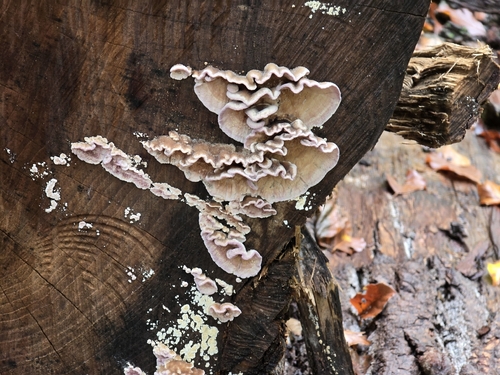 Silverleaf Fungus