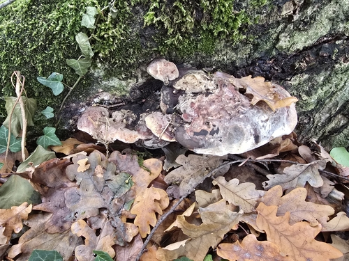 Vanderbylia fraxinea