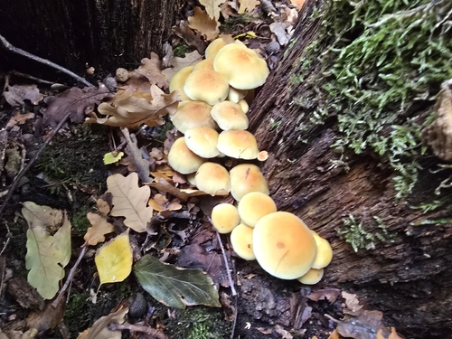 Sulphur Tuft