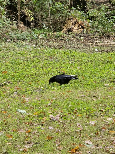 Carrion Crow