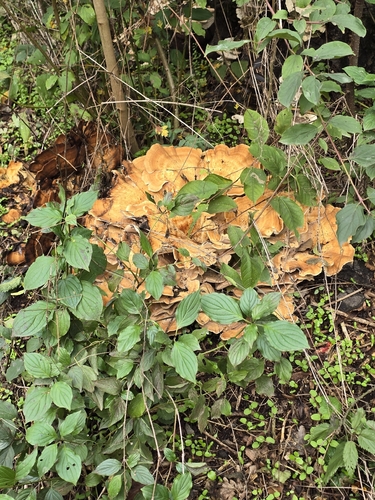 Giant Polypore