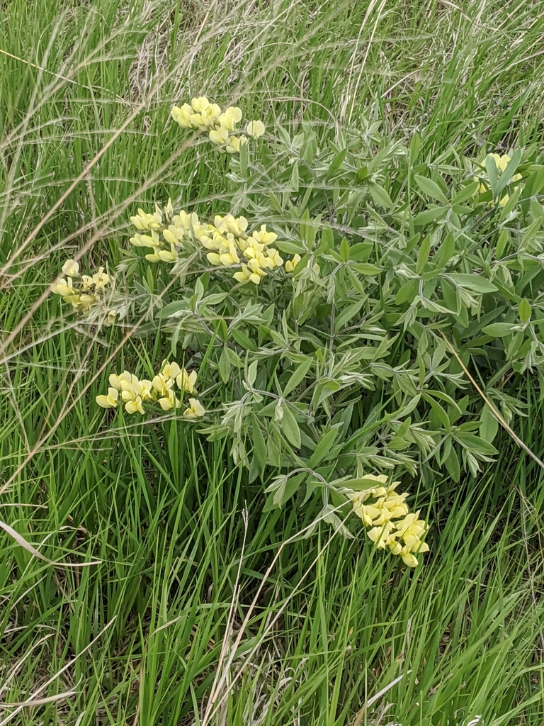 longbract wild indigo from Homestead National Monument of America on ...