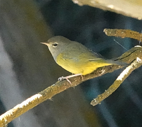 MacGillivray's Warbler
