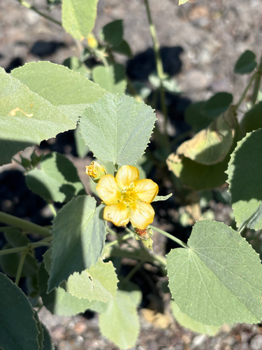 Yellow Indian Mallow