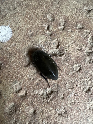 Giant Water Scavenger Beetle