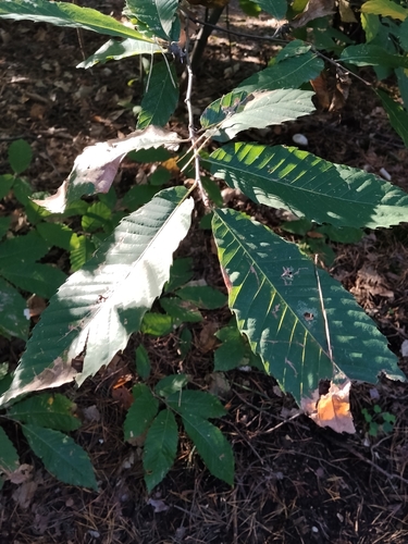 Sweet Chestnut