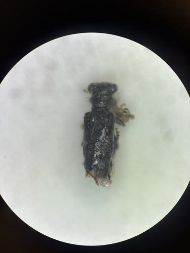 Phyllobaenus