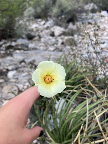 desert rosemallow