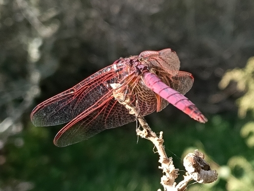 Violet Dropwing