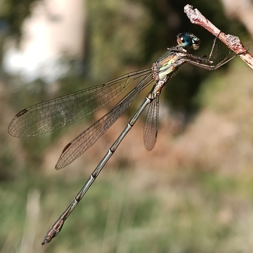 Western Willow Spreadwing