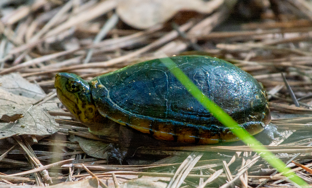 Eastern Mud Turtle from Livingston Parish, LA, USA on May 21, 2020 at ...