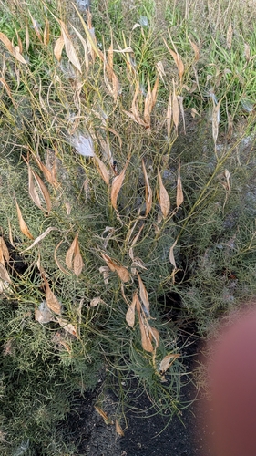horsetail milkweed
