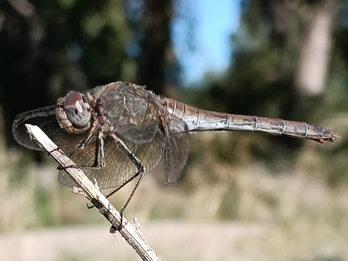 Common Darter