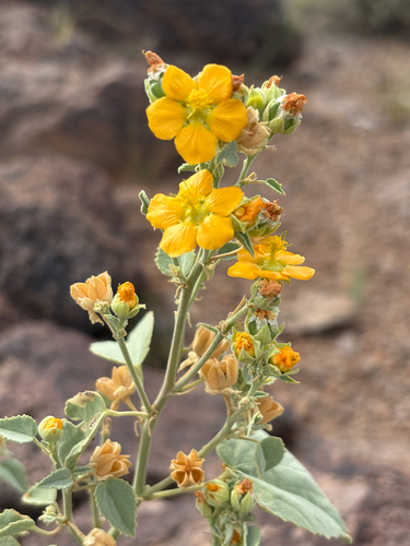 Yellow Indian Mallow