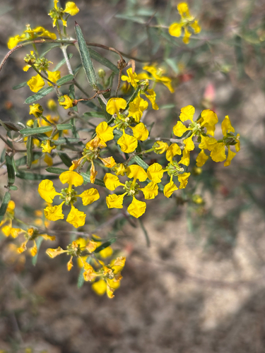 slender janusia