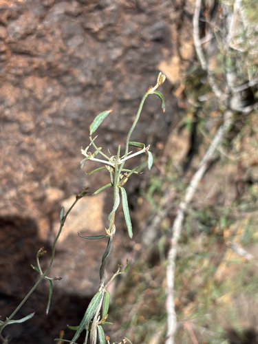 slender janusia