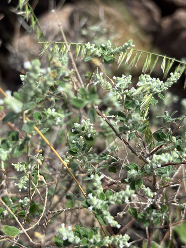 Wright's beebrush