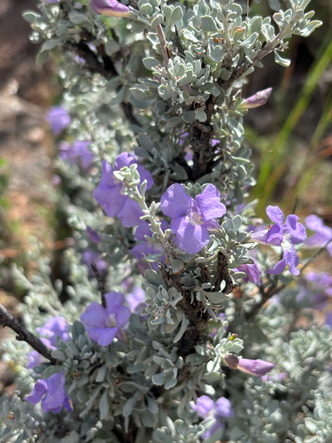Big Bend Silverleaf
