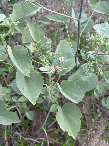 Yellow Indian Mallow