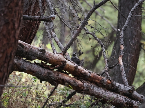 Northern Nutcracker